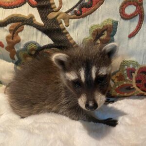 Males And Females Racoons puppies for sale