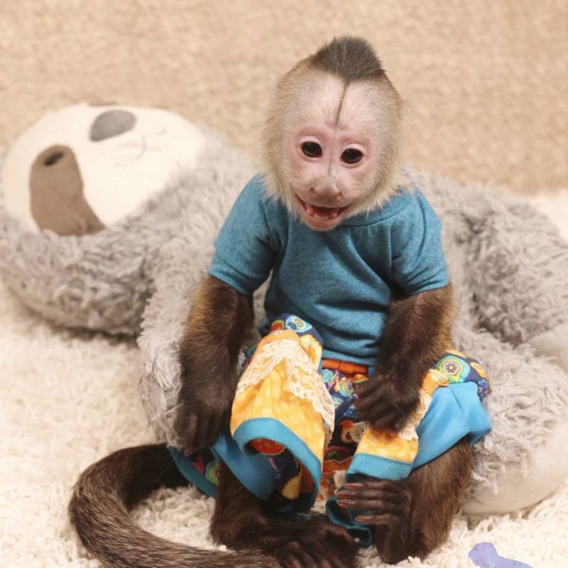 Exotic Monkeys for Sale USA Baby Marmoset Monkey for Sale