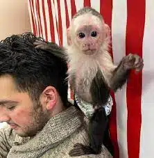 Female White Face Capuchin Monkey for sale