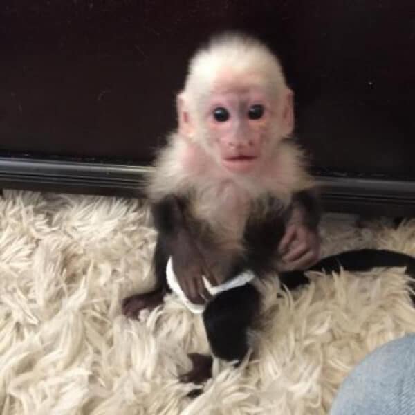 Female White Face Capuchin Monkey for sale