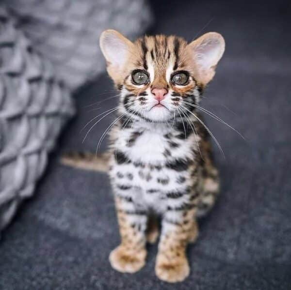 Female Ocelot Kitten for sale