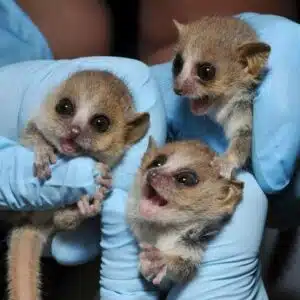 Brown Lemur for sale
