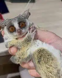 Bush Baby for sale