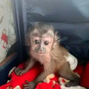 Black Capuchin Monkey for sale