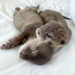 Male Asian Small Clawed Otters for sale