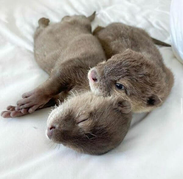 Female Clawed Otters for sale