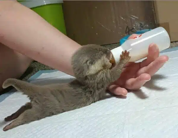 Female Clawed Otters for sale