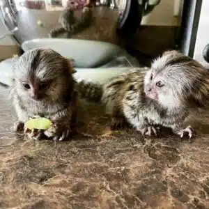 Female Marmoset Monkeys for sale