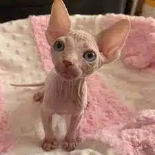 Female Sphynx Kitten for sale