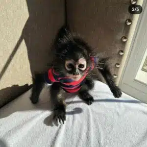 Female Spider Monkey for sale