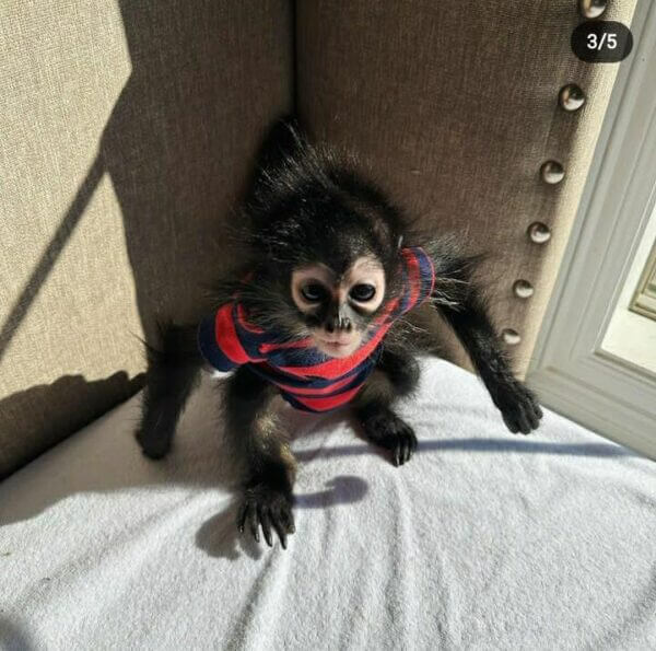 Female Spider Monkey for sale