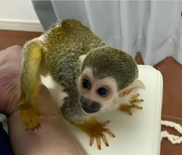 Female Squirrel Monkey for sale