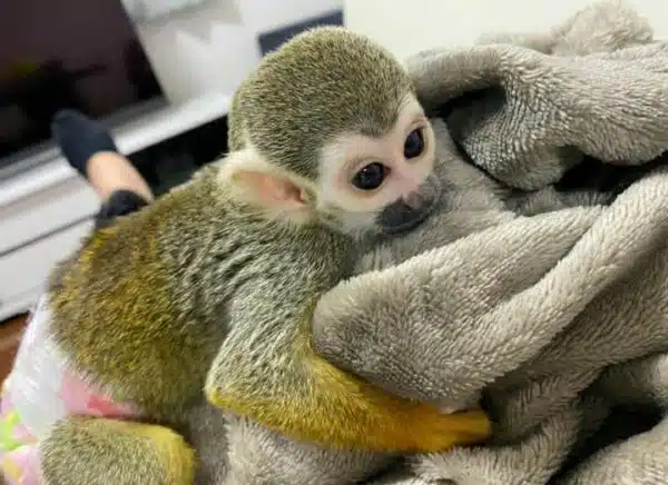 Female Squirrel Monkey for sale