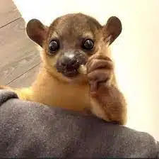 Kinkajous Female for sale