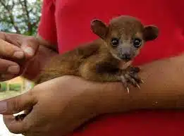 Male Kinkajous for sale