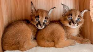 Male African Caracals Kitten for sale