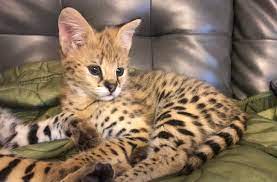 Male African Servals for sale