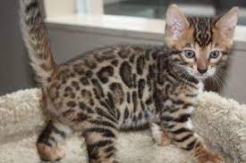 Male Bengal Kitten for sale