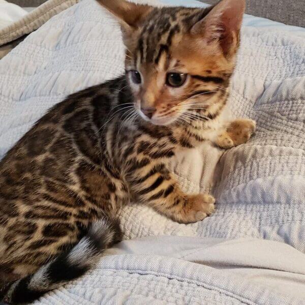 Male Bengal Kitten for sale
