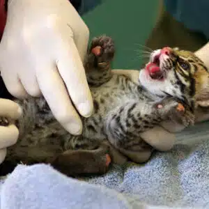 Male Ocelot Kitten for sale