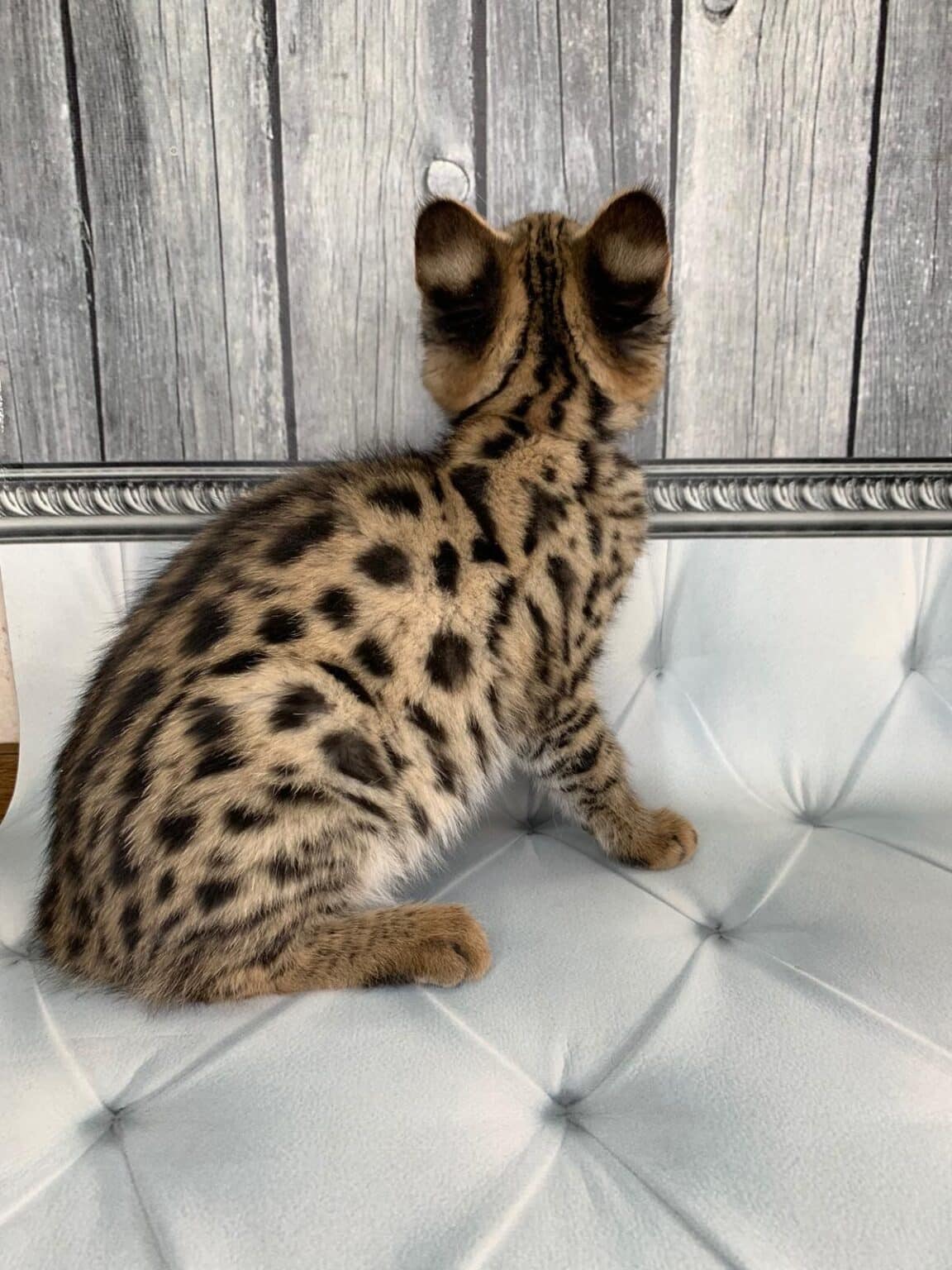 Best Male Savannah Kitten for sale Canada and USA BUY NOW