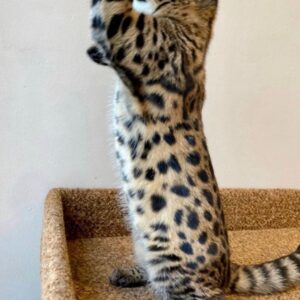 Male Savannah Kitten for sale