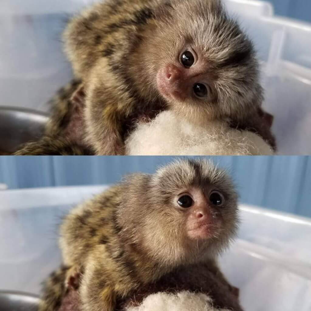 Best Marmoset Monkeys for sale Canada and USA