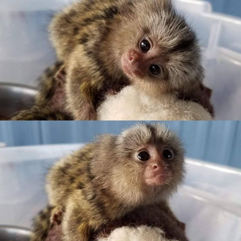 Best Marmoset Monkeys for sale Canada and USA