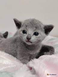 Male Russian Blue Kitten for sale