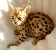 Female Savannah Kitten for sale