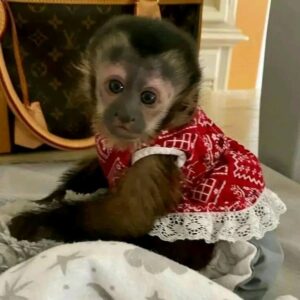 Female Cap Face Capuchin Monkey for sale