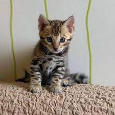 Female Bengal Kitten for sale