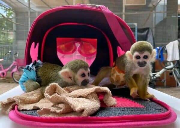 Male Squirrel Monkey for sale