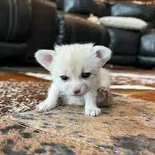 Fennec Foxes for sale