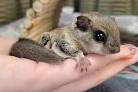 Male Flying Squirrel for sale