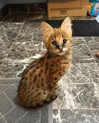 Female African Servals for sale