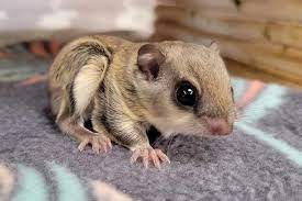 Male Flying Squirrel for sale
