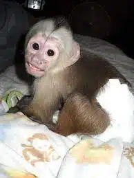 Male White Face Capuchin for sale