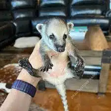 Male Coatimundi for sale