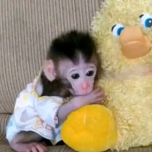 Baby Java Macaque Monkeys for sale
