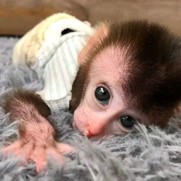 Baby Java Macaque Monkeys for sale