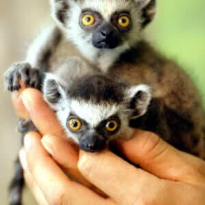 Ring-Tailed Lemurs for sale