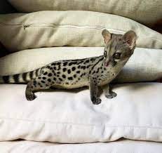 Small Spotted Genet for sale